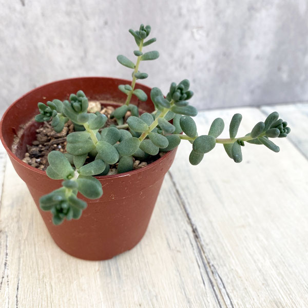 観葉植物/セダム：タイトゴメ 2.5号