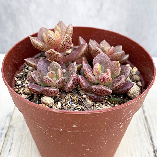 観葉植物/シノクラッスラ：天竺2....