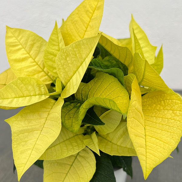 ポインセチア：イエロー 3号ポット