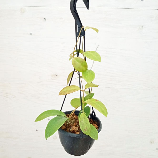 ホヤ 観葉植物/[アーリーサマーセール]ホヤ：ミンドレンシス レッドスター　5号吊り鉢
