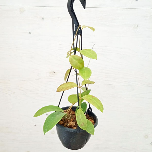 観葉植物/[サマーセール]ホヤ：ミンドレンシス レッドスター　5号吊り鉢のサムネイル