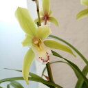 観葉植物/(わけあり特価)ワラン(和蘭):初音(はつね) 4号鉢植え