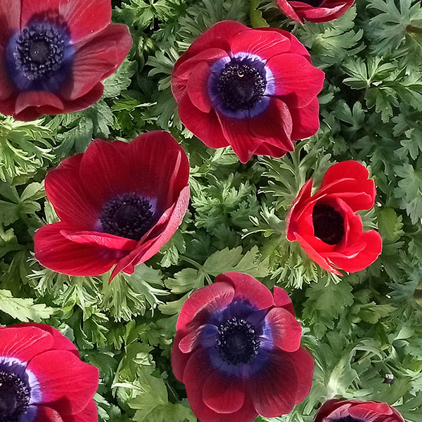 草花の苗/アネモネ【極-KIWAMI-】：ポルト チョコレート3.5号ロングポット 6株セット