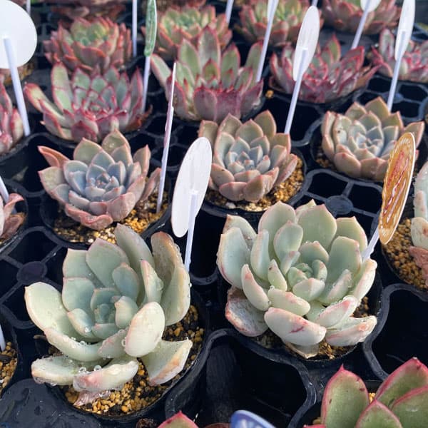 観葉植物/エケベリア2号 アソート7種セット