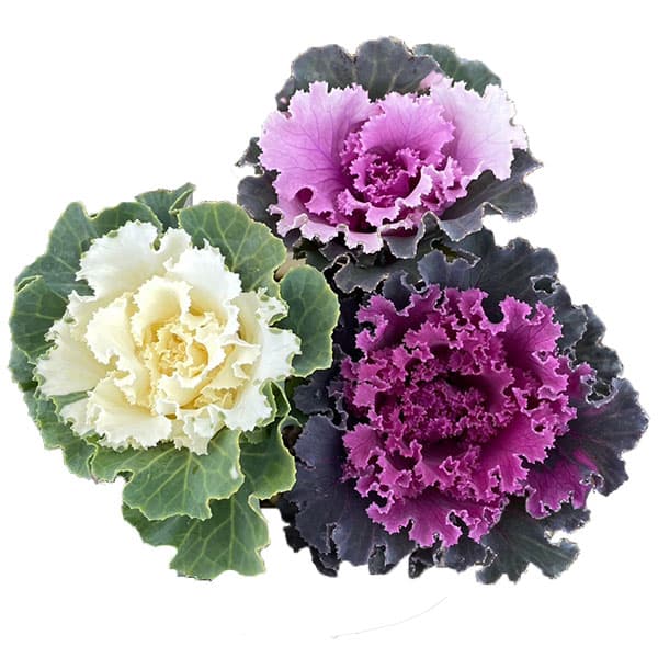 草花の苗/ハボタン（3色植え）：フリフリパーティー3号ポットのサムネイル