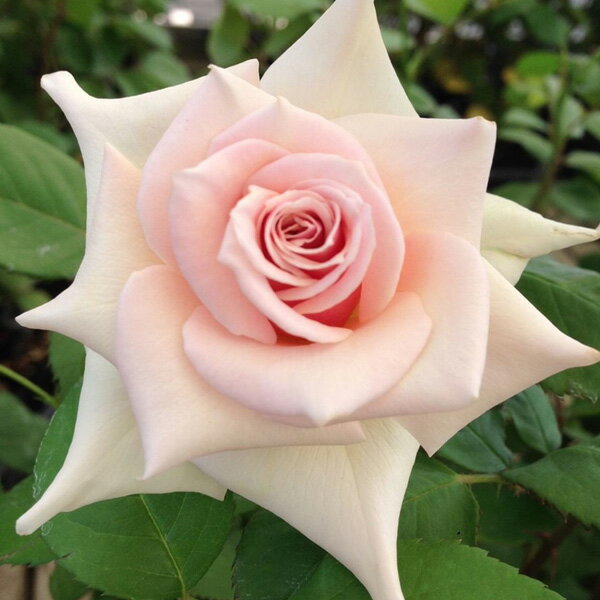 バラの苗/（わけあり特価）バラ：フレグランスローズ 風花（ふうか）6号鉢