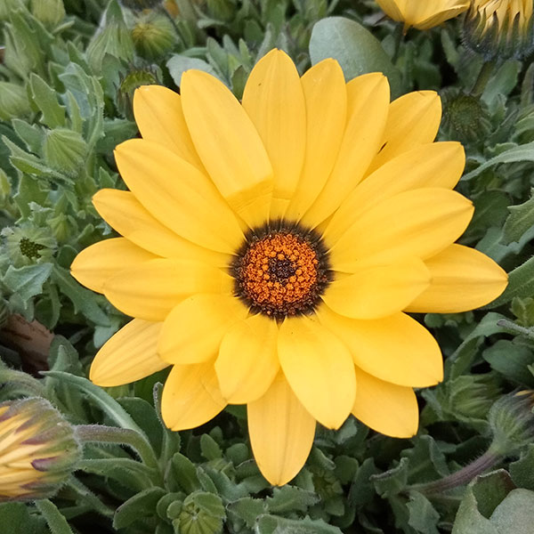 草花の苗/ディモルフォセカ：パステリーナ イエロー系3.5号ポット