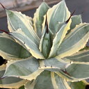 観葉植物/(わけあり特価)アガベ:ポタトラム ホワイトエッジ 5号