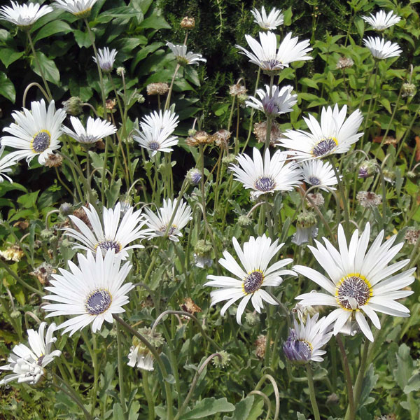 草花の苗/アークトチス：グランディス3～3.5号ポット* 6株セット