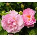 バラの苗/[送料無料]特大サイズ つるバラ：ピンクサマースノー10号アンドン仕立て