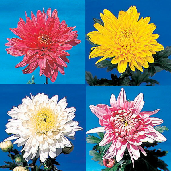 草花の苗/[送料無料]夏菊中輪おまかせ花色ミックス3号ポット28株セット