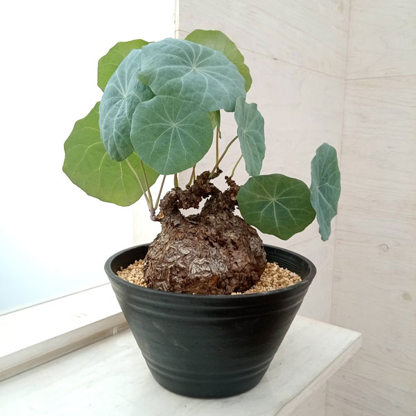 楽天市場】Stephaniaの通販 楽天市場】Stephaniaの通販