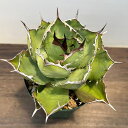 観葉植物/アガベ:チタノタ4号鉢植え(23-19)