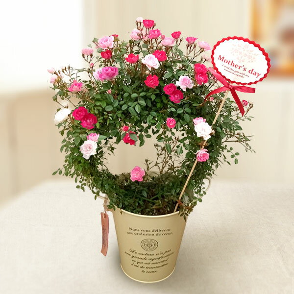 [送料無料][2026年 母の日ギフト][予約]ミニつるバラの2色植え アーチ仕立て5号鉢 ブリキバケツ入り