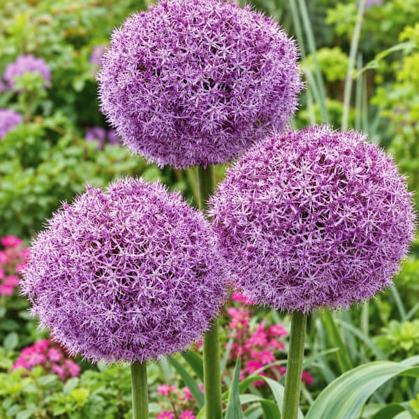 小型 ボール状の大輪花 ひと株で華やぐ花姿 秋植え球根球根/アリウム：パーティバルーンズ 1球入りアリウムはユリ科の球根植物。品種がとても多く、バラエティに富んだ花が楽しめます。開花期が長く、茎も丈夫なので切花にしても楽しめます。「パーティバルーンズ」は、ひとつの球根から複数の花茎が伸び、それぞれにボール状の花を咲かせてくれる大輪タイプのアリウムです。原産地南ヨーロッパ学名Allium molyタイプネギ科（ユリ科）アリウム属の耐寒性球根植物植付け適期9-12月開花時期6月頃草丈50-80cm栽培方法：植えつけ適期は秋です。日の良くあたる場所が適しています。根が良く伸びるので深く耕し、石灰と化成肥料を施して深さ3〜5cmに植えつけます。植えつけ後はたっぷりと潅水します。一定期間低温に当たることで開花しますので、鉢植えでも冬は戸外の寒い場所で管理してください。また、水切れすると花が咲かなくなりますので、冬もたっぷり水をやってください。（沖縄地域では花が咲かないことがありますので、ご注意ください）花後、葉が枯れたら掘り上げて涼しく風通しのよい場所で保存します。自然分球または実生によって殖やすことができます。※球根の表皮が剥けていたり、細かな傷がある場合がありますが、生育には支障ありません。アリウム：パーティバルーンズ 1球入りの栽培ガイド秋植え球根のダブルデッカー植え球根の植付け秋植え球根【秋植え球根】植えつけ深さの目安庭にリズムと立体感を！アリウムの育て方植えっぱなしで毎年咲く、おすすめの球根植物