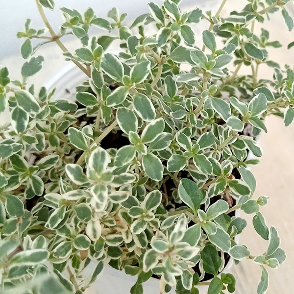 Flowering plant seedlings / Thyme: Silver King Thyme, 2.5-3 inch pot