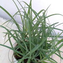 草花の苗/カレックス :フラッカ(グラウカ)2.5号ポット