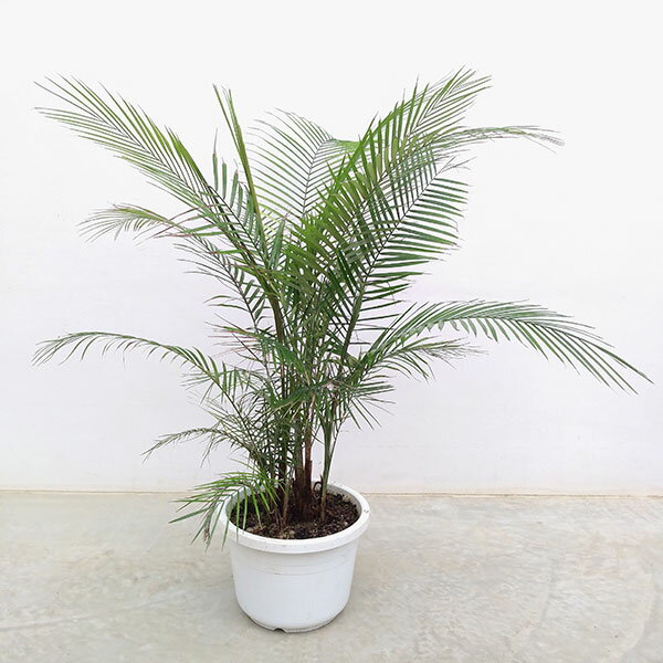 ヒメヤシ約100cm 8号　現品 楽天市場】観葉植物（種類（植物）ヒメヤシ）の通販