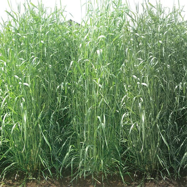 緑肥用種子：ライ麦 クリーン　20kg入り[タネ 秋まき 極早生 緑肥、センチュウ対策に！]