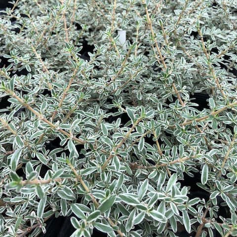 草花の苗/コプロスマ：キルキー2.5号ポットのサムネイル