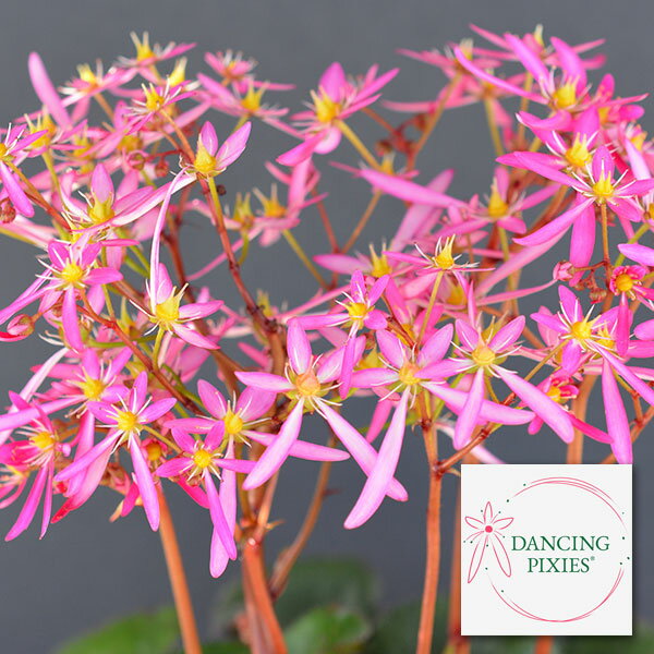 草花の苗/（わけあり特価）サキシフラガ：ダンシングピクシー チーニ（Tini）4.5号ポット