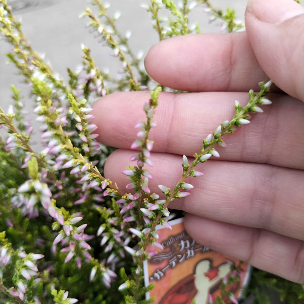 草花の苗/（わけあり特価）カルーナ：ガーデンガールズ・黄金葉ライトピンク3号