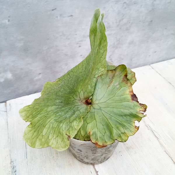 観葉植物/ビカクシダ（コウモリラン）：グランデ3号ポット