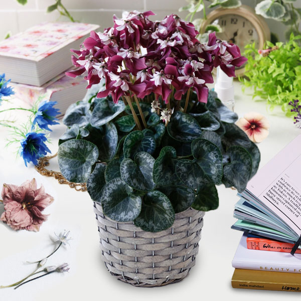 シクラメン：エレガントレディ ワーリー5号鉢GYカゴ入