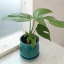 観葉植物/ヒメモンステラ/ステララウンド濃青