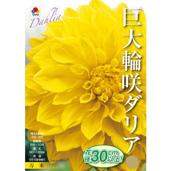 球根/ダリア：ウルトラ巨大輪咲き 万来1球入り