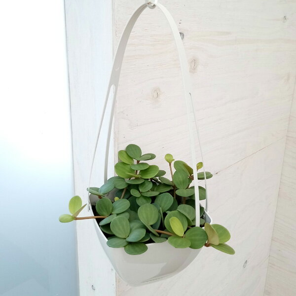 観葉植物/[アーリーサマーセール]ペペロミア・ホープ6号吊鉢植えのサムネイル