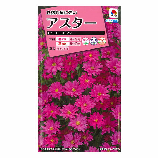 アスター：トゥモローピンクの種[タキイ 花タネ]