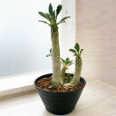 観葉植物/ 送料無料 （わけあり特価）ドルステニア：ラブラニー（多頭） 5号鉢植え No.1