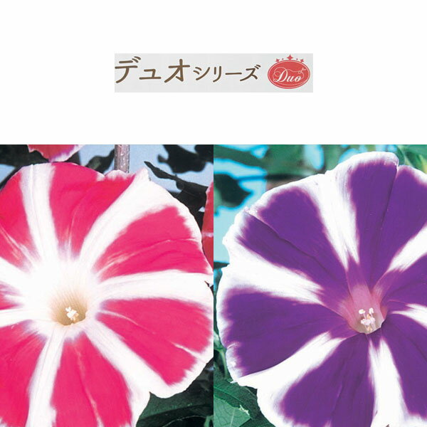 Rakuten - 草花の苗/アサガオ：デュオ曜白朝顔（赤×紫）3号ポット