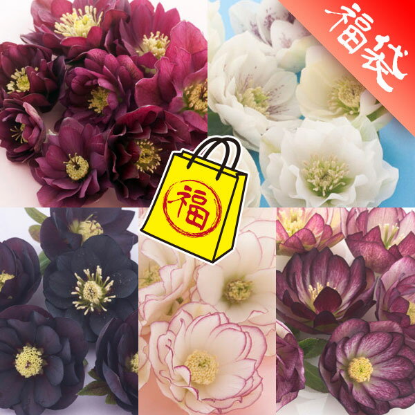 クリスマスローズ：松村ナーセリーさんのダブル5種セットAのサムネイル