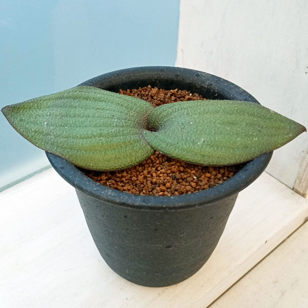 観葉植物/（わけあり特価）マッソニア：ロンギペス×ブレダスドルペンシス 3号鉢植え