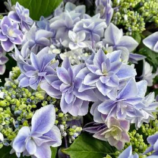 花木 庭木の苗/アジサイ：女神降臨（めがみこうりん）3-3.5号ポット