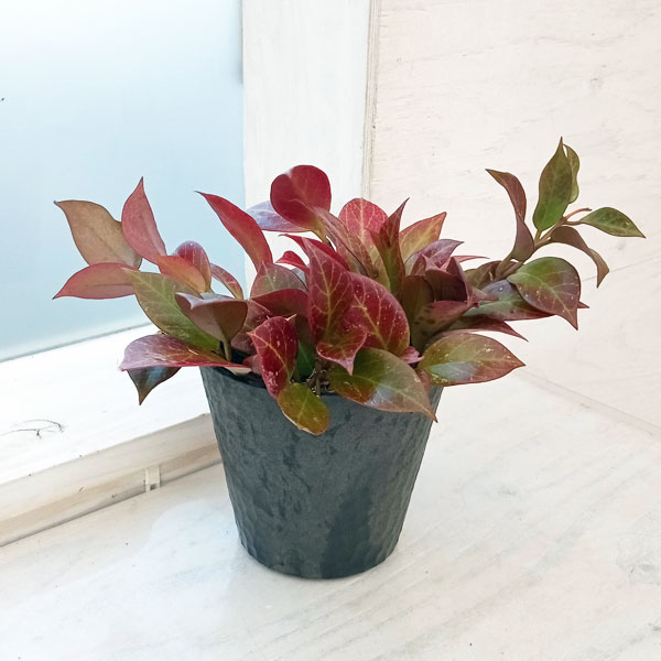 観葉植物/ホヤ：オブスクラ3.5号　ブラクトエコポット入り（ブラックMサイズ）のサムネイル