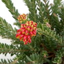 花木 庭木の苗/グレビレア:ファイヤーワークス5号鉢植え