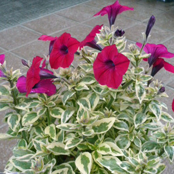 草花の苗/斑入り葉ペチュニア：バリフローチェリー（PVP）3号ポット 6株セット