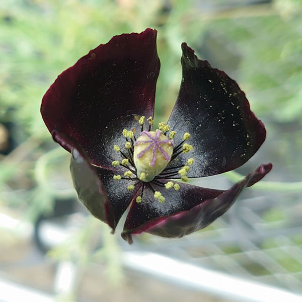 草花の苗/ポピー：ブラックマジック3.5号ポットのサムネイル