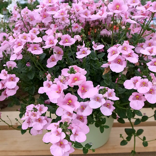 草花の苗/ディアスシア：ダーラ ライトピンク3.5号ポット