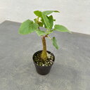 観葉植物/フィカス:パルメリー 3号硬質ポット
