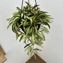 観葉植物/ホヤ:ケンティアナ バリエガータ 5号吊り鉢