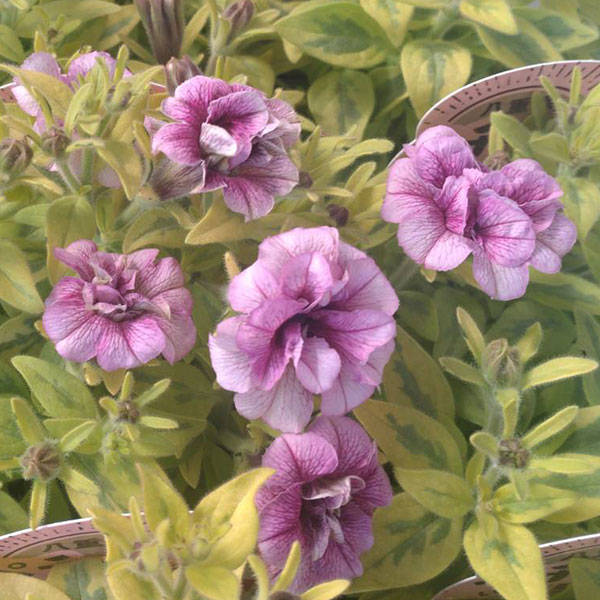 草花の苗/ペチュニア：いちごミルフィーユ3.5号ポット 6株セット