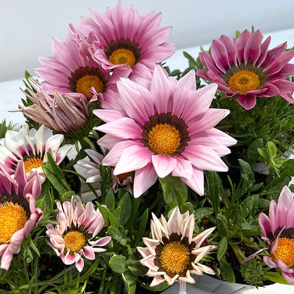 草花の苗/ガザニア：ニューデイ ピンクシェード3号ポット