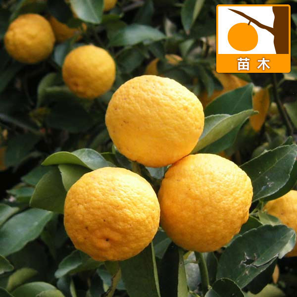 果樹の苗/ユズ：花柚5号鉢植え[実付き]