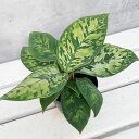 観葉植物/ホマロメナ:ワリシー カモラージュ 3号