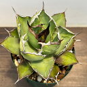 観葉植物/アガベ:チタノタ4号鉢植え(23-20)