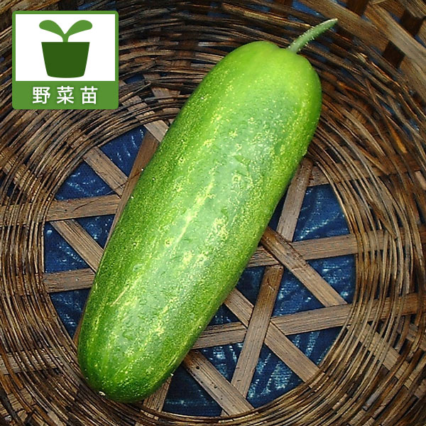 太くずんぐりしたおいしいキュウリ野菜の苗/加賀野菜：金沢太きゅうり自根苗3号ポット 6株セット金沢太きゅうりは加賀百万石の城下町で、代々受け継がれてきた伝統野菜。ビール瓶ぐらいにも大きくなる、よく太る珍しい胡瓜。カリウムが豊富で、利尿作用があり、身体のむくみやだるさをとり、ほてりをしずめる等、身体の調子を整え、皮膚を美しくすると言われています。果肉は厚いですが、やわらかくて食味、日持ちがよいきゅうりです。石川県特産で肉づめや煮込みに利用できます。また煮物にも向きます。タイプ：ウリ科の非耐寒性1年草収穫期：8〜10月頃育て方：植え付けは、最低気温が15度以上になった頃にかけてが適切です。非常に大型になるため、株間は最低でも70cm以上空け、元肥を十分に施した日当たりと水はけの良い場所を選びます。植え付け後は、親づる（主枝）を本支柱に誘引し、子づる（側枝）を2〜3本伸ばす「親づる・子づる仕立て」が一般的です。親づるが支柱の高さまで伸びたら先端を摘心し、子づるに実をつけさせます。親づるや子づるの下部に生えてくる孫づるや不要な脇芽はこまめに除去し、株全体の風通しと日当たりを確保します。これにより、病害虫の発生を抑え、健全な成長を促します。 水分を非常に多く必要とします。特に夏場の乾燥時には、朝夕たっぷりと水を与え、土壌が乾燥しないように敷き藁などでマルチングを行うことが重要です。追肥は、最初の収穫が始まった頃から2週間ごとに定期的に施し、旺盛な生育を維持させます。 うどんこ病などの病気にかかりやすいため、定期的な観察と予防的な対策が欠かせません。適切な管理を続けることで、重さ600gにもなる立派な伝統野菜をたくさん収穫できます。写真は成長時のイメージですが、お届けの際は苗の状態です。お届け時の苗姿は個体差があります。料理のポイント一般的な細いきゅうりとは異なり、その大きさと肉質を活かした調理。 調理のポイント加熱調理を基本とする最大のポイントは、加熱調理に向いている点です。厚い果肉は加熱することでジューシーで柔らかくなり、冬瓜のようなとろりとした食感になります。煮崩れしにくいので、煮物、炒め物、あんかけ、スープなどに最適です。皮と種を取り除く硬い皮は苦味があるため、調理前にピーラーなどで厚めに剥きます。また、種は柔らかければそのまま使えますが、硬い場合はスプーンなどで取り除いてから調理することで、食感が良くなります。油との相性を活かす油とよく絡めることで、コクと旨味が増します。炒め物や、油通しをしてから煮物やあんかけにすると、より美味しく仕上がります。和風だしやシンプルな味付けできゅうり特有の青臭さが少なく、瓜に近いあっさりとした風味を持つため、和風だしをベースとした味付けがよく合います。金沢おでんの具材として出汁を染み込ませた冷たいおでんや、あんかけ料理（農林水産省の「うちの郷土料理」で紹介されている「加賀太きゅうりのあんかけ」など）は代表的な郷土料理です。生食も可能（下処理をしてから）もちろん生食も可能ですが、その場合は皮と種を取り除き、塩もみをしてから酢の物やサラダにすることで、従来のきゅうりにはない歯ごたえとさわやかな香りが楽しめます。 加賀野菜：金沢太きゅうり自根苗3号ポット 6株セットの栽培ガイド野菜：キュウリの育て方野菜（実もの）：キュウリの育て方・栽培方法野菜（実もの）：ニガウリ（ゴーヤ）の育て方・栽培方法